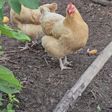 OMC! Cute little Orpington hoping I have a treat! #chickens #orpington #shorts #hen #loop