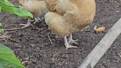 OMC! Cute little Orpington hoping I have a treat! #chickens #orpington #shorts #hen #loop