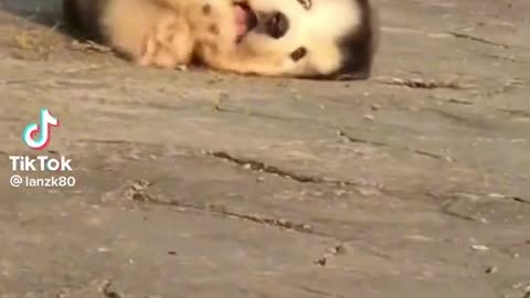 Funny Puppies