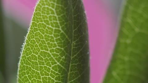 Green leaves in detail view