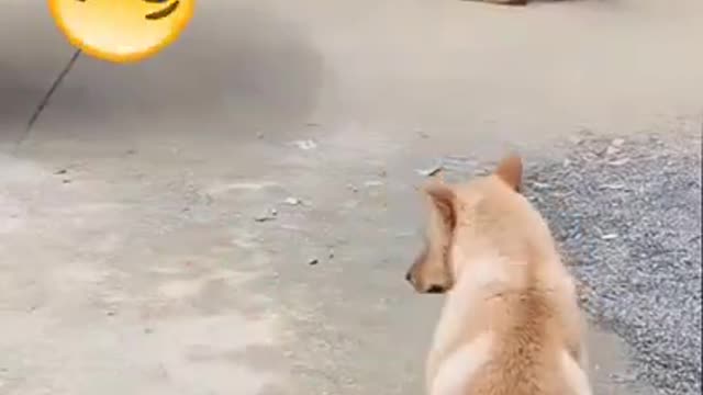 Funny video | Try Not To Laugh