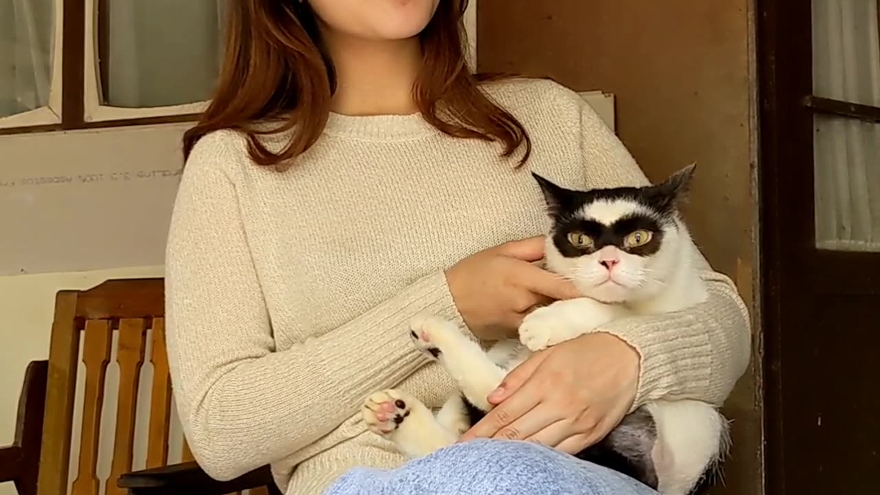 Zorro Cat Sits in Lap