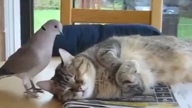 bird enjoy with cat