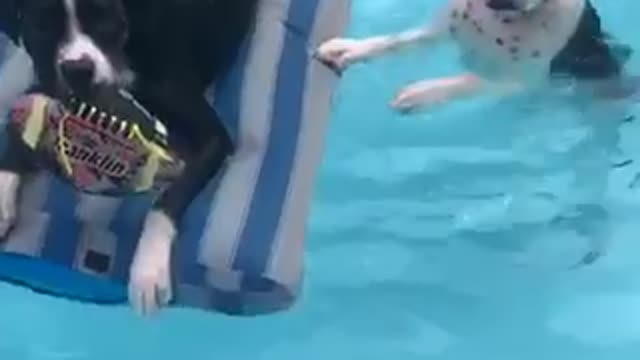 Boxer pup pushes her sister for a relaxing ride in the pool