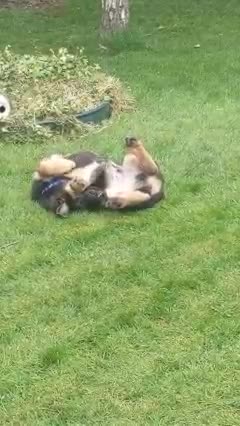 Who else has a gymnast puppy?he doing somersaults!