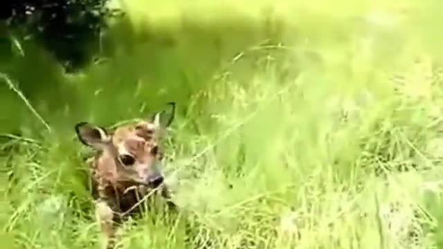 Adorable Baby Deer funny video /Baby Deer taking it's first steps