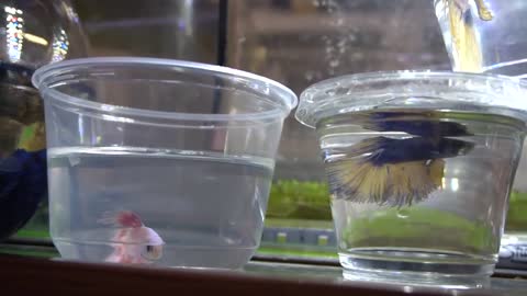 *RARE* BETTA FISH SHOPPING SPREE!! *NEW Baby BETTA FISH*