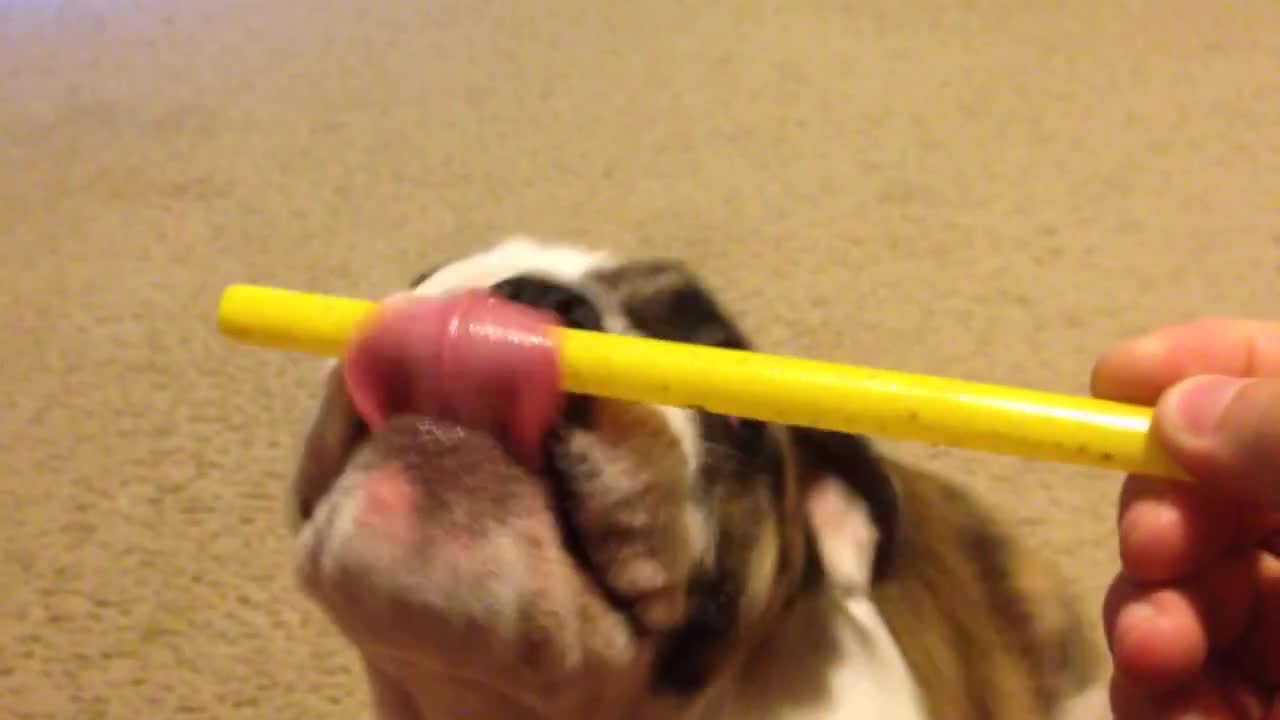 Cute Puppy Loves to Lick this Milkshake Straw