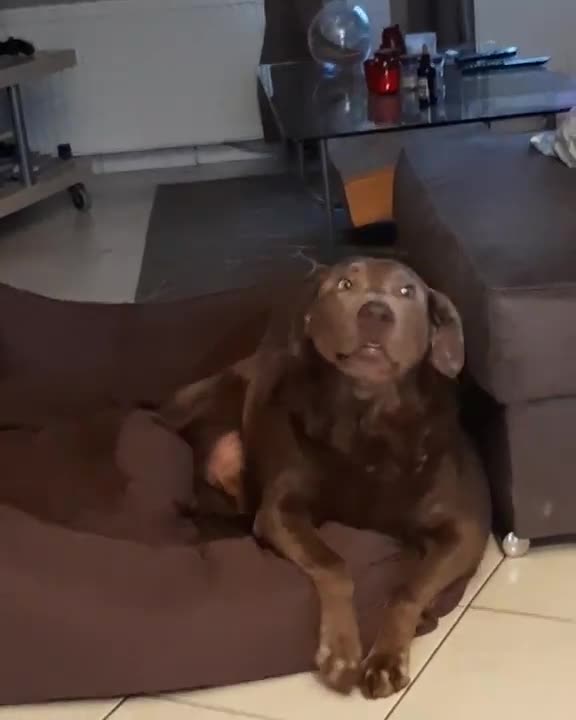 Goofy Labrador acts so silly for the camera