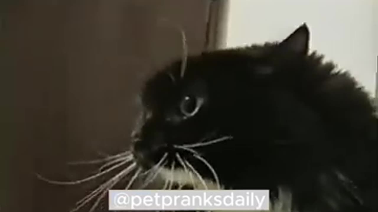 Funny animals 2024 🐕🐈