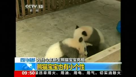 China shines a spotlight on panda cubs