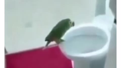 This parrot sings better than many people.