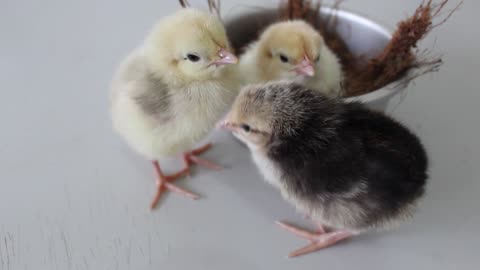 Chicks playing with each other