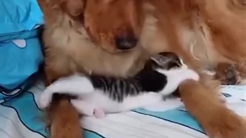 Cat and Dog Friendship - Dog and Cat Pure Love #short