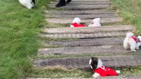 Cute Puppies Doing Funny Things