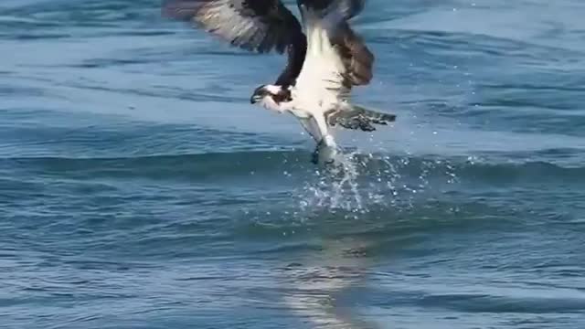 Nest camera captures eagle carrying a large catfish