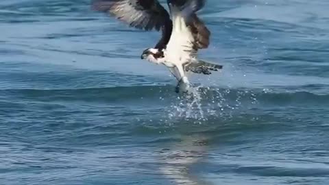 Nest camera captures eagle carrying a large catfish