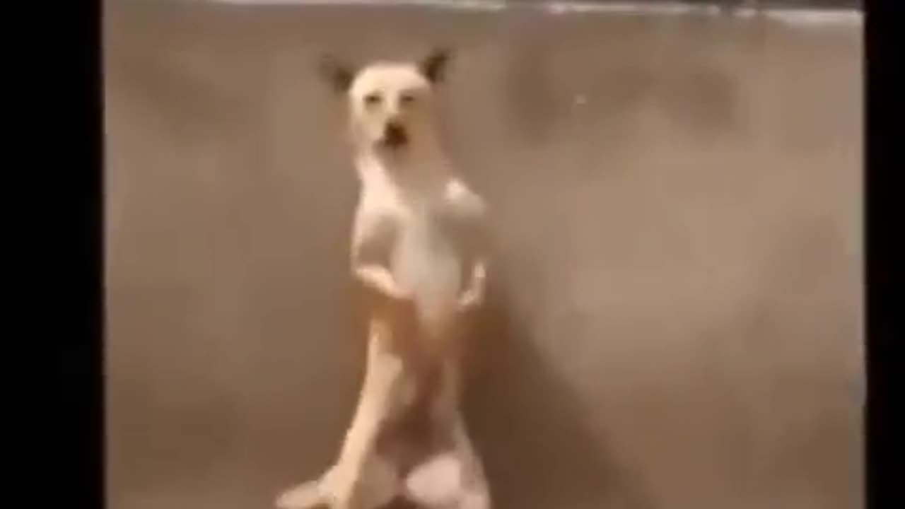 Dancing Dog