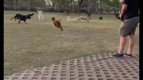 Herding dog