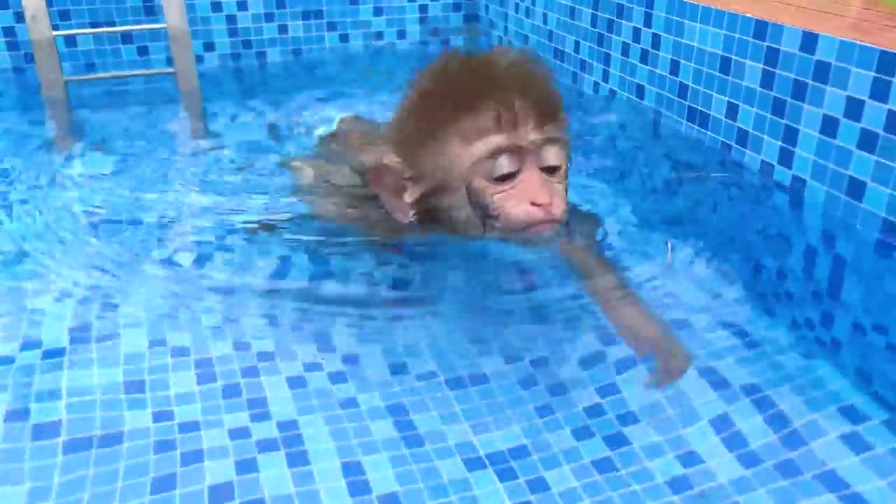 Monkey Baby Bon Bon oes to the toilet and plays with Ducklings in the swimming pool