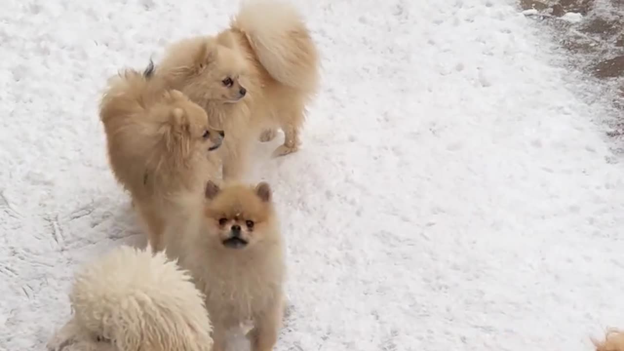 cute puppies experience snow for the first time!