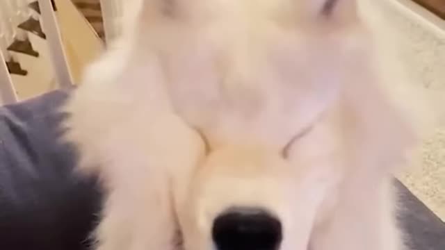 Funny Animals videos 😂 try not to laugh