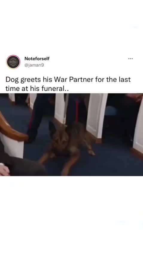 Dog Greets His War Partner for the last time