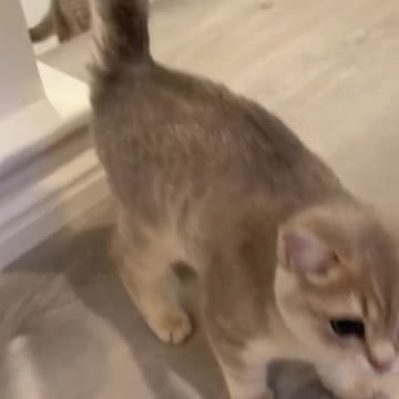 Two generations of trumpets getting together. Meow, maow, muow, meaow~~