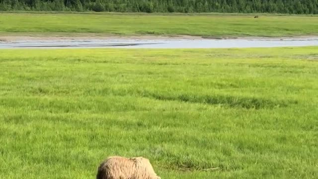 Video Of Bear Trying To Find Something On A Green Field