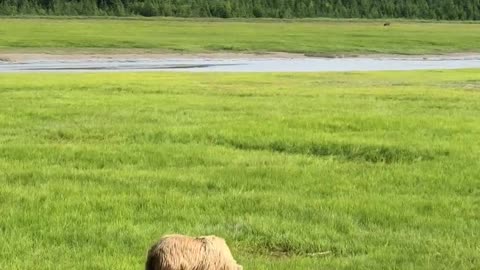 Video Of Bear Trying To Find Something On A Green Field