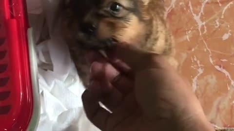 cute dog with brown fur