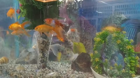 Beautiful Fish 🐠 video