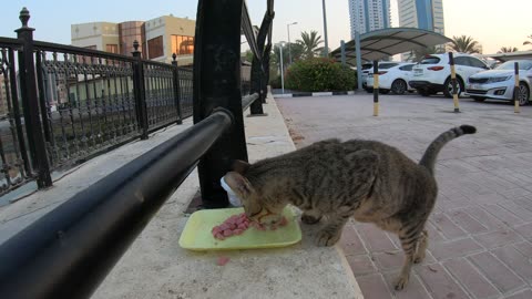 MICHAEL JACKSON - Homeless cat in Ras Al Khaimah, UAE #cat #cats #MichaelJackson #emirates #ae #UAE
