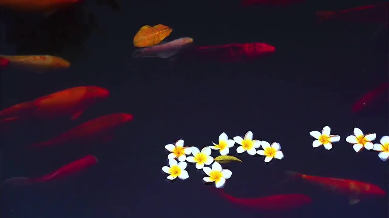 The fish in the pond can have hundreds of heads, all of which are like swimming in the air.