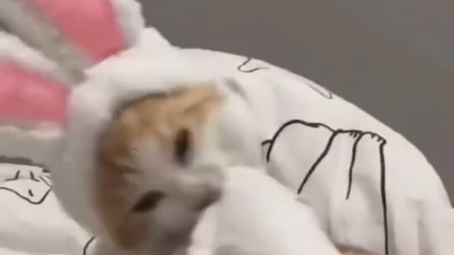 Update pet videos every day, hope to support more