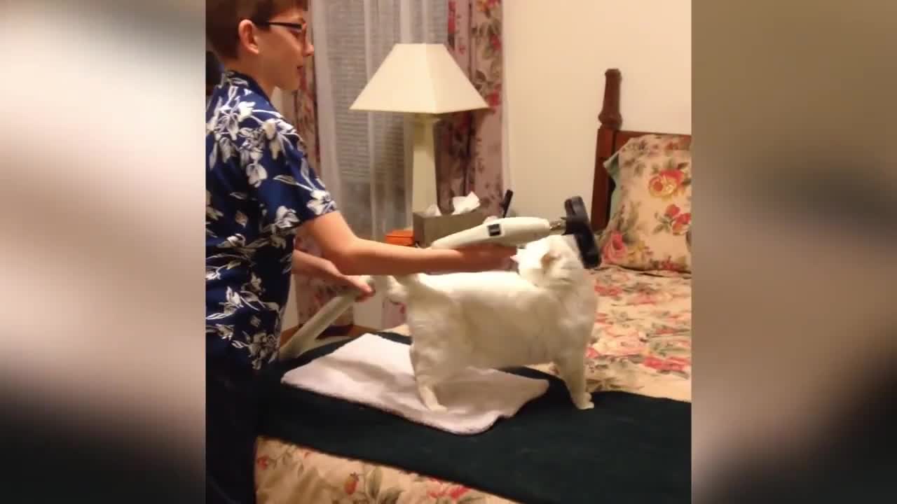 Funny Cats Will Make You Laugh For Hours!