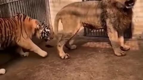 A fight between a lion and a tiger