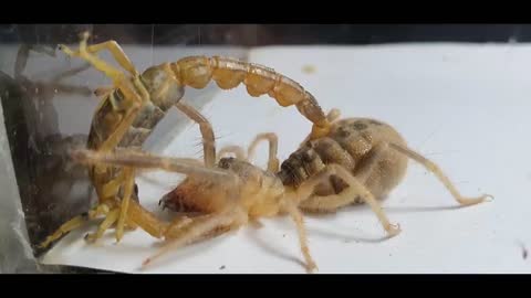 HOW TO BE IF THE GIANT CAMEL SPIDER FINDS SCORPION AND CHEAP?