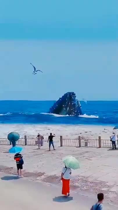 Biggest whale 🐋 Caught on camera by tourists