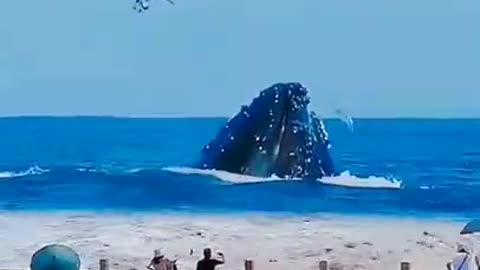 Biggest whale 🐋 Caught on camera by tourists