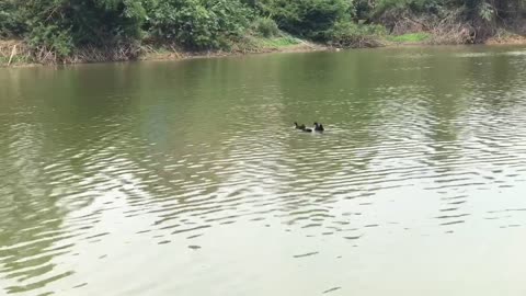 Boat and duck match swimming on the river