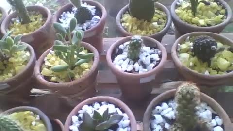 Muitos mini cactos em pequenos vasos na floricultura, lindos e adoráveis! [Nature & Animals]