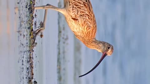 Wildlife and Funs