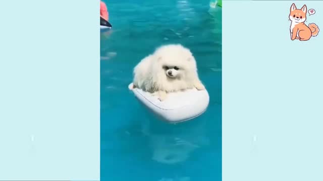 Baby Dog- Baby and Fluffy dog Video #11 | Baby Animals