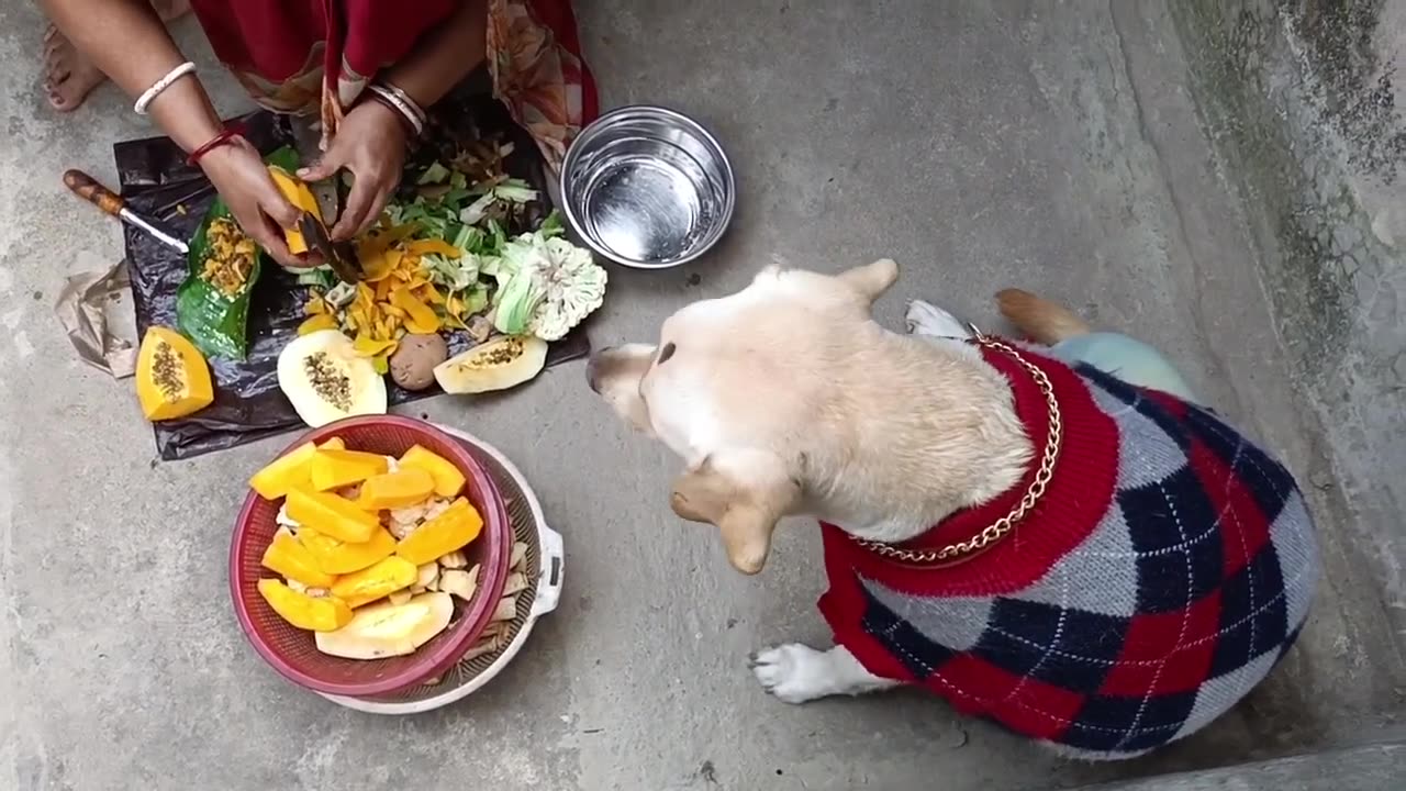 Pet Dog Eating at Home