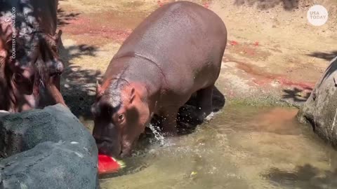 Fritz the Hippo celebrates turning one on National Watermelon Day | USA TODAY