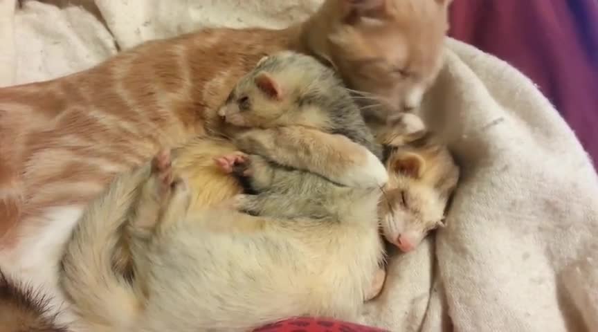 Cat Gives Adorable Ferret A Bath