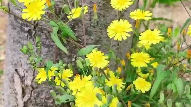 Let you see the weeds next to this tree, will your mood suddenly feel happy?