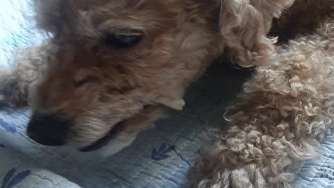 cute puppy eating corn