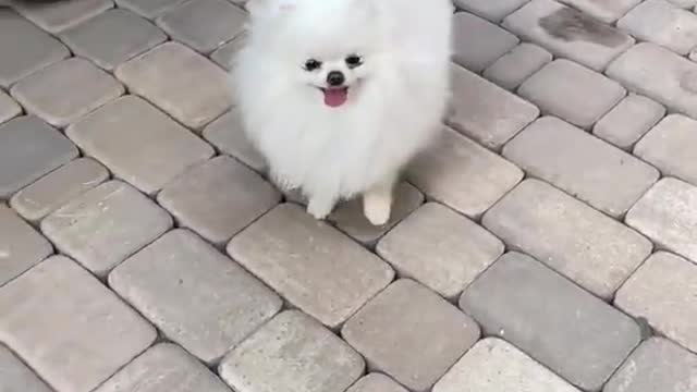 cute and funny dogs